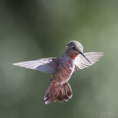 Anna's Hummingbird, photo 6 of 8