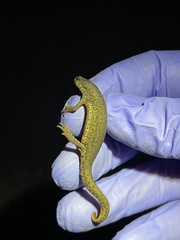 Notophthalmus meridionalis