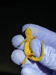 Notophthalmus meridionalis
