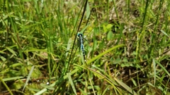 Acisoma attenboroughi