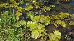 Acisoma attenboroughi