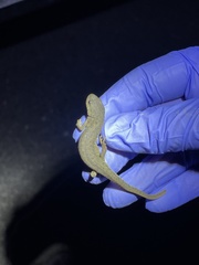 Notophthalmus meridionalis