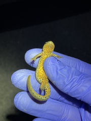 Notophthalmus meridionalis