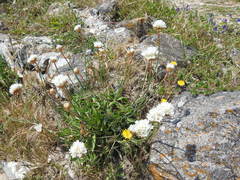 Armeria pseudarmeria
