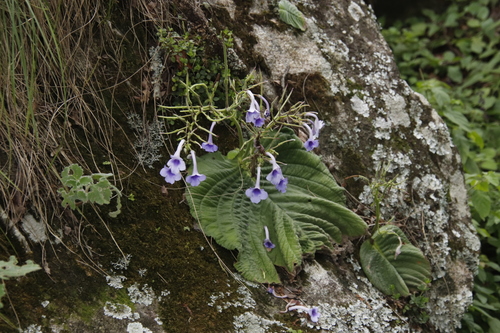 Streptocarpus eylesii image