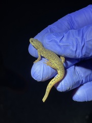 Notophthalmus meridionalis