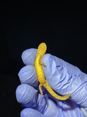 Notophthalmus meridionalis