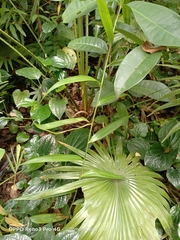 Flagellaria