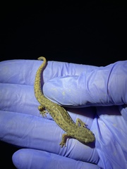 Notophthalmus meridionalis