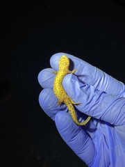 Notophthalmus meridionalis