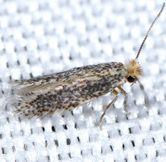 Acalyptris lotella