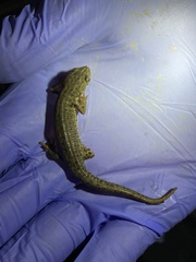 Notophthalmus meridionalis