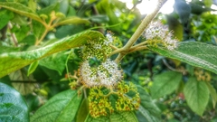 Callicarpa acuminata