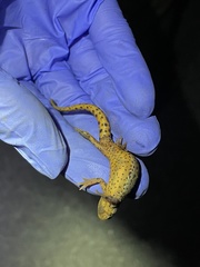 Notophthalmus meridionalis