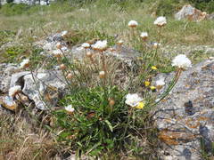 Armeria pseudarmeria