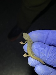 Notophthalmus meridionalis