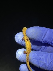 Notophthalmus meridionalis