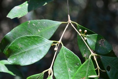 Calyptranthes venulosa