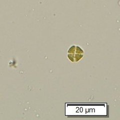 Lemmermannia tetrapedia