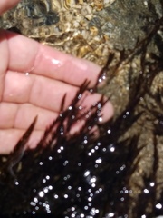Fontinalis antipyretica