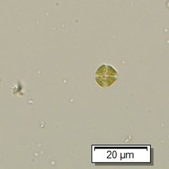 Lemmermannia tetrapedia