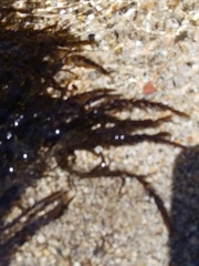 Fontinalis antipyretica