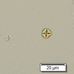 Lemmermannia tetrapedia