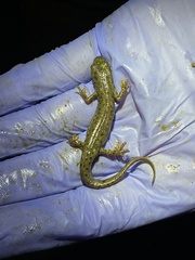 Notophthalmus meridionalis
