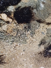 Fontinalis antipyretica