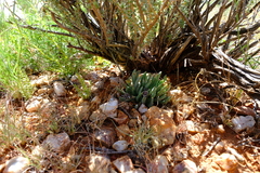 Hereroa puttkameriana