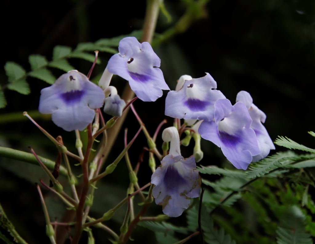 Streptocarpus eylesii; photograph (c) Tony Rebelo, some rights reserved (CC BY-SA)