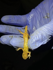 Notophthalmus meridionalis