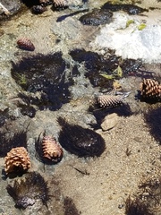 Fontinalis antipyretica