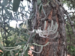 Plicosepalus amplexicaulis