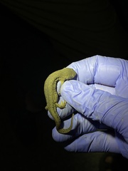 Notophthalmus meridionalis