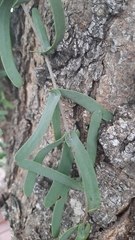 Plicosepalus amplexicaulis