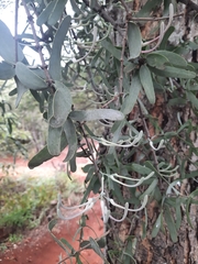 Plicosepalus amplexicaulis