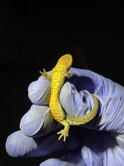 Notophthalmus meridionalis