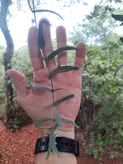 Plicosepalus amplexicaulis