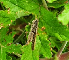 Chorthippus brunneus