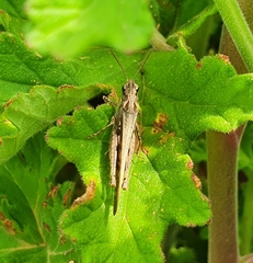 Chorthippus brunneus