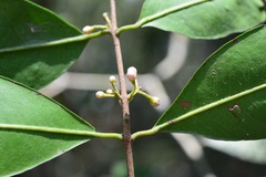 Calyptranthes venulosa