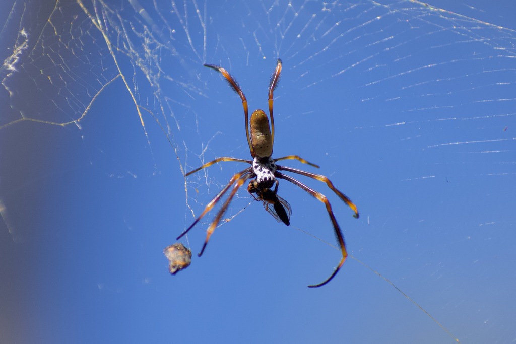 Tiger Spider from Brisbane QLD, Australia on March 15, 2022 at 0924 AM