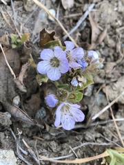 Phacelia douglasii