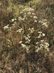 Pseudognaphalium chartaceum