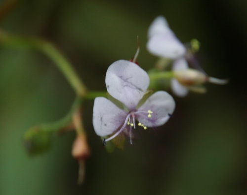 Image of Murdannia simplex by (c) Tony Rebelo, some rights reserved (CC BY-SA)