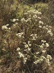 Pseudognaphalium chartaceum