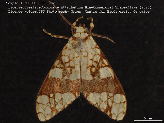 Tessella klagesi