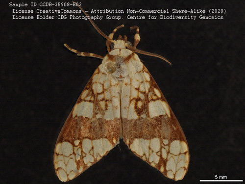 Tessella klagesi