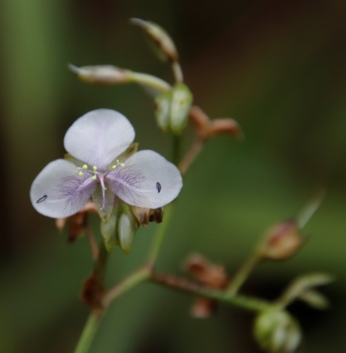 Murdannia simplex (Murdannia simplex)